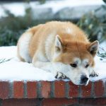 hachiko-the-dog-story