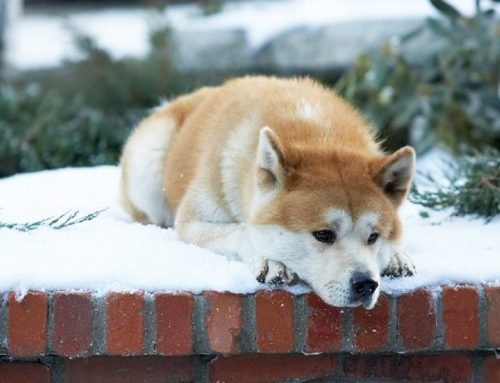Hachiko, 3 Lessons from the Worlds most Loyal Dog