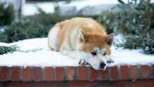 Hachiko, 3 Lessons from the Worlds most Loyal Dog